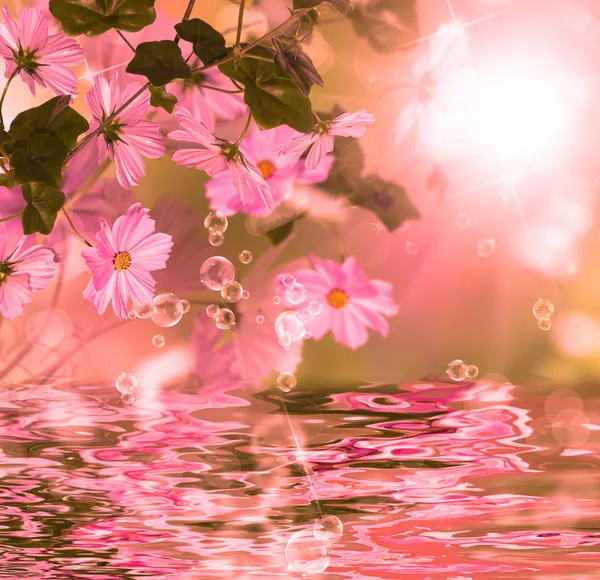 Exotische Wasserblütenflora — Stockfoto