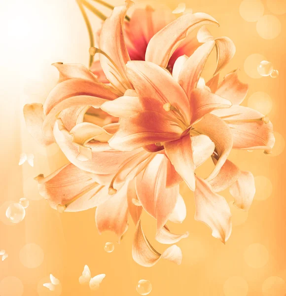 Beautiful flower card.Blossom Exotic Lily — Stock Photo, Image