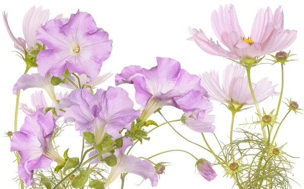 Giardino fiori belli.Scheda floreale — Foto Stock