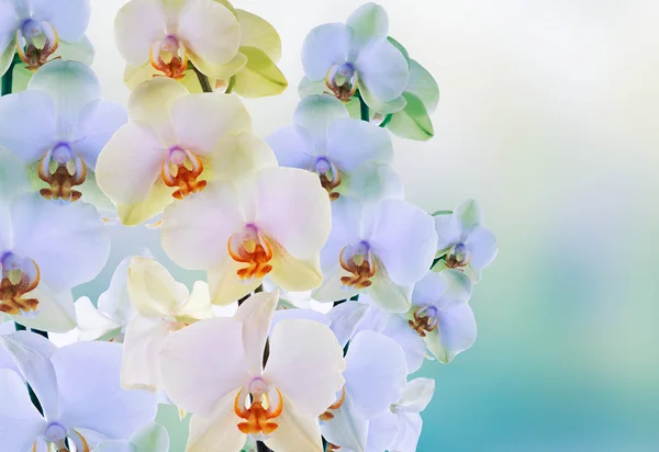 Orquídea salvaje exótica en la naturaleza.Belleza.Flor hermosa tarjeta — Foto de Stock
