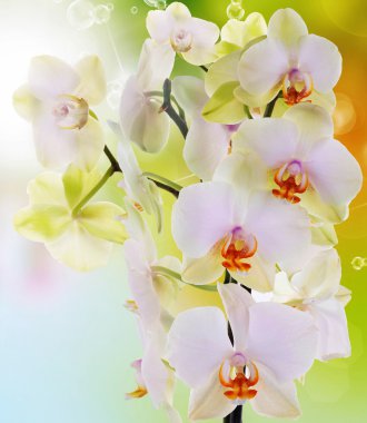 이국적인 꽃 orchid.beauty background.spa 개념