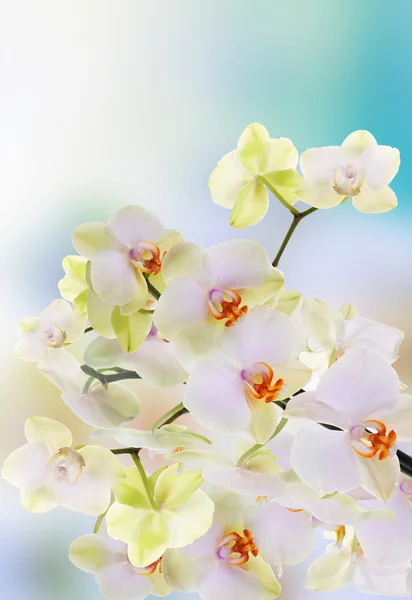 Schöne Blumen japanische Orchidee.beauty.flora — Stockfoto