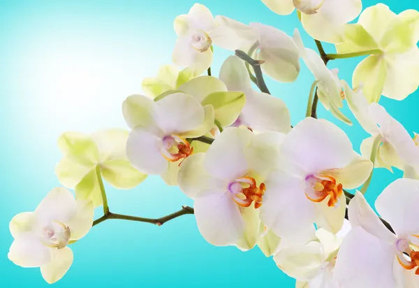 Bellissimi fiori orchidea giapponese.Beauty.Flora — Foto Stock