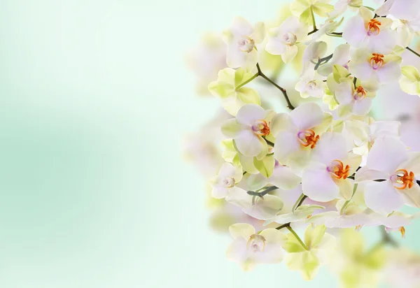 Esotico giapponese orchidea fiore. Bellezza sfondo. — Foto Stock