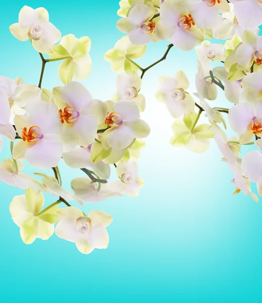 Esotico giapponese orchidea fiore. Bellezza sfondo. — Foto Stock