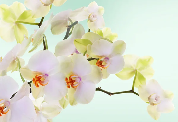 Beautiful flowers Japanese Orchid.Beauty.Flora Royalty Free Stock Photos