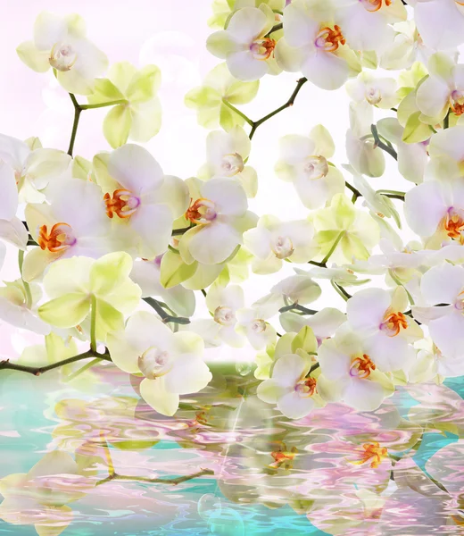 Bellissimi fiori d'acqua orchidea giapponese.Beauty.Flora — Foto Stock