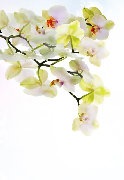Scheda floreale di bellezza del fiore giapponese Orchid.Beauty — Foto Stock