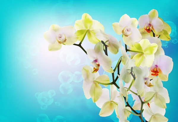 Flor japonesa Orchid.Beauty floral Card — Foto de Stock