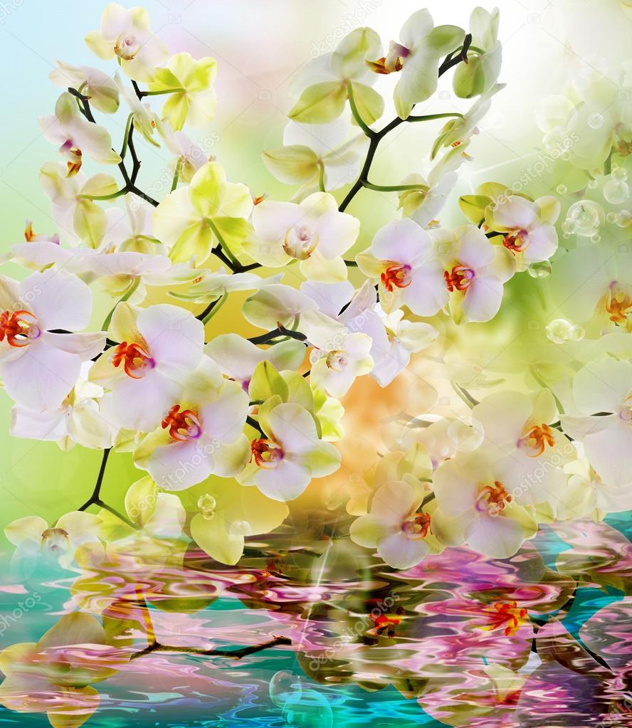美しい水の花日本 Orchid Beauty Flora ストック写真 C Alex