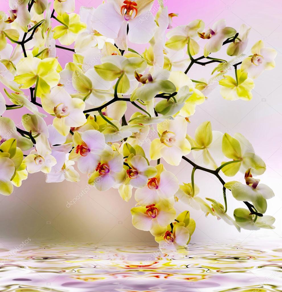 Beautiful Water Flowers Japanese Orchid Beauty Flora Stock Photo Image By C Alex Beautiful Water Flowers Japanese Orchid Beauty Flora Stock Photo Image By C Alex