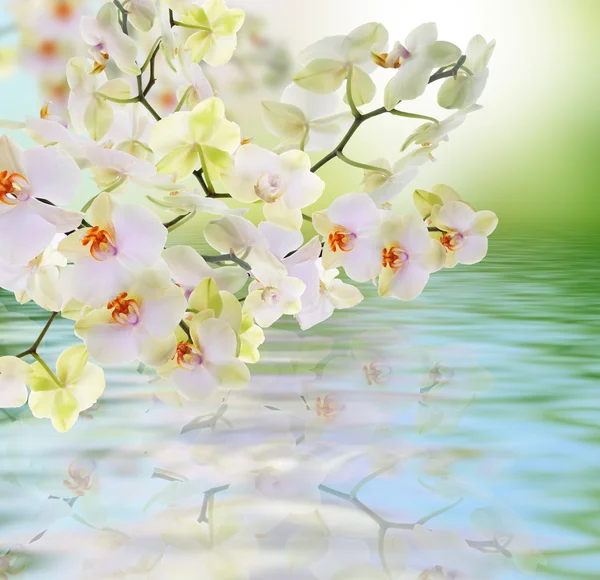 Flowers water Japanese Orchid.Beauty.Flora card — Stock Photo, Image