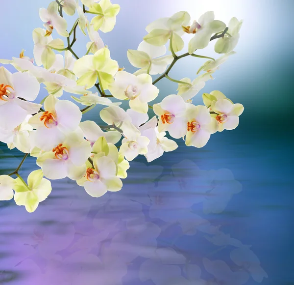 Bloemen water Japanse orchid.flora kaart — Stockfoto