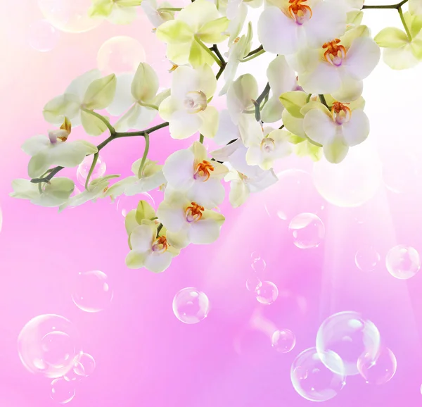 Beautiful Flower Orchid on abstract pink background — Stock Photo, Image