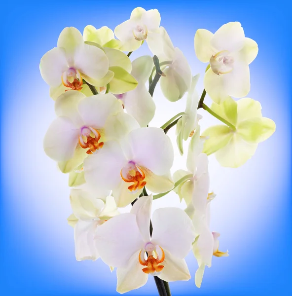 Красивая цветочная орхидея на абстрактном фоне — стоковое фото