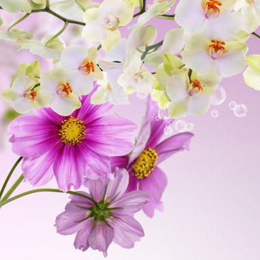 çiçek açan çiçekler orchid.japanese nature.background