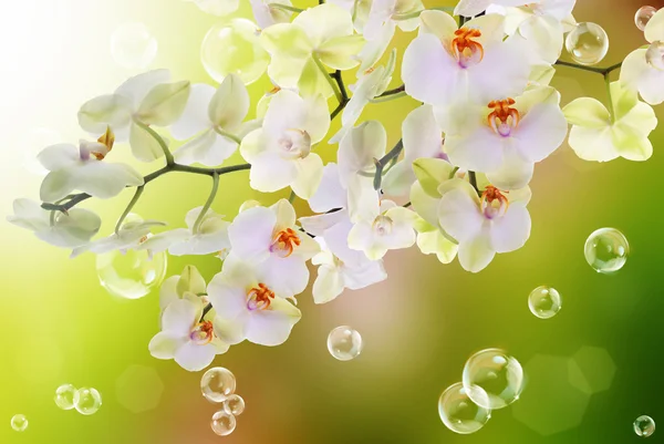 Blooming flowers Orchid.Japanese Nature.Background — Stock Photo, Image