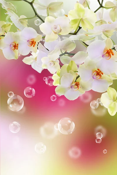 Bloeiende bloemen orchid.japanese nature.background — Stockfoto