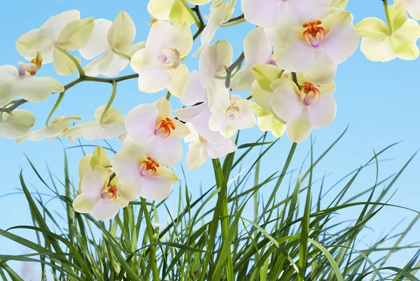 美朵盛开的鲜花日本 orchid.flora 背景 — 图库照片
