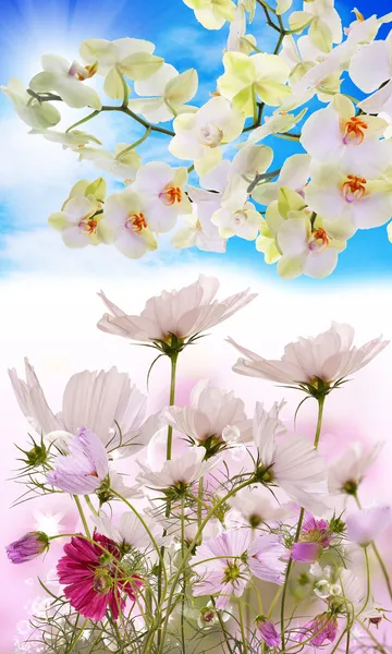 Fiori giapponesi di fiore di bellezza Orchid.Floral Card — Foto Stock