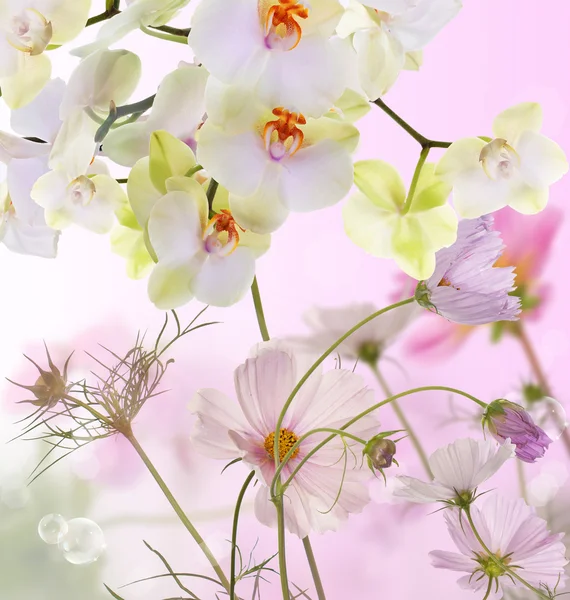 Bellezza fioritura fiori giapponese Orchid.Flora sfondo — Foto Stock