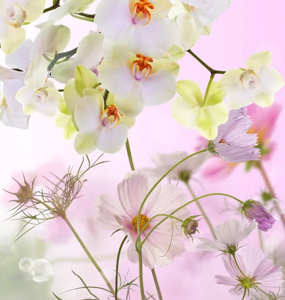 Schoonheid bloeiende bloemen Japanse orchid.flora achtergrond — Stockfoto