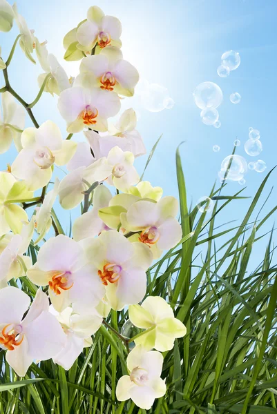 Skönhet blommande blommor japanska orchid.flora bakgrund — Stockfoto