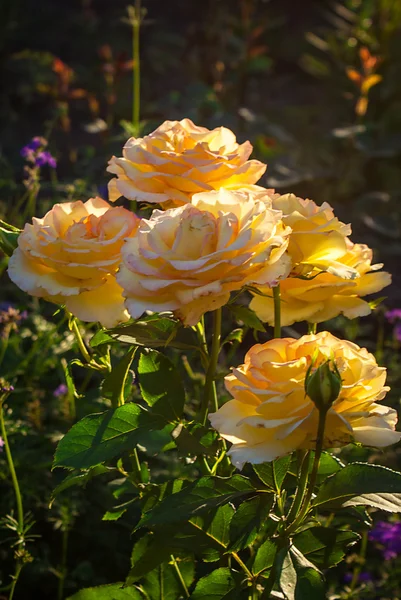 Beauty Garden Yellow Rose.Nature Summer background — Stock Photo, Image