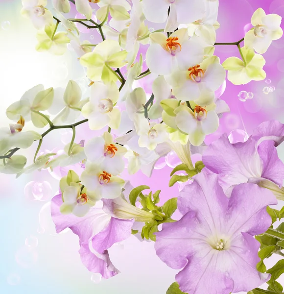 Beautiful Floral Card.Spring Bloom Flowers — Stock Photo, Image