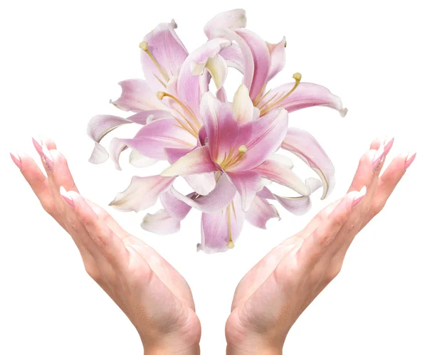 Beautiful Female Hands with Flowers Pink Exotic Lily.Spa — Stock Photo, Image