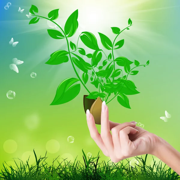 Young shoots of plants from seed in female hand — Stock Photo, Image