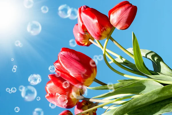 Bouquet beautiful red tulip on blue sky background — Stock Photo, Image