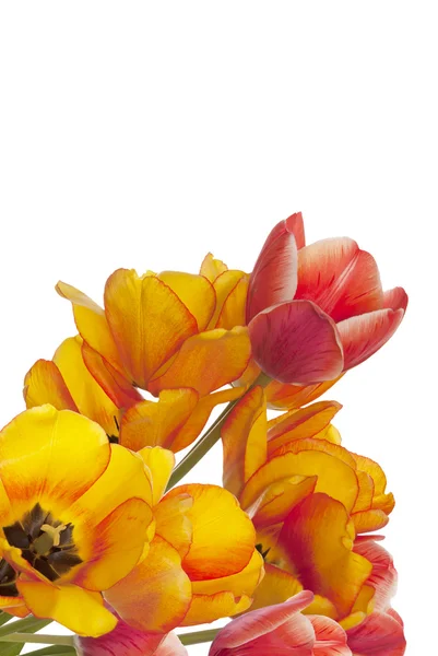 Букет красиві тюльпан сад — стокове фото