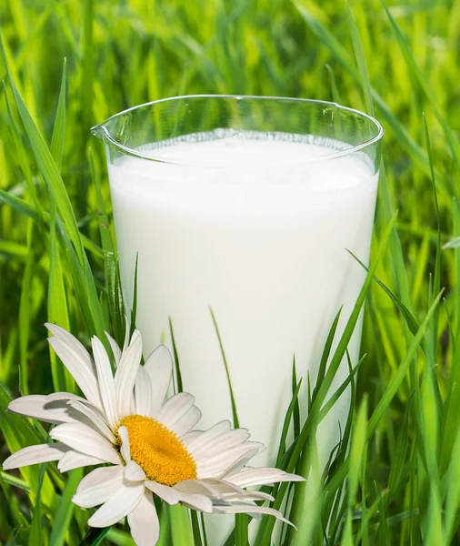 Свежее молоко в стакане на зеленой траве — стоковое фото