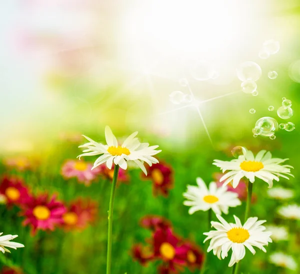 Färgglada camomile flowers.nature — Stockfoto