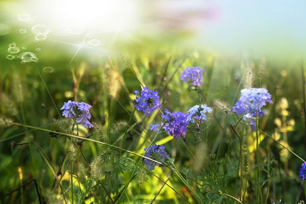 Frühling Natur Korbboden — Stockfoto