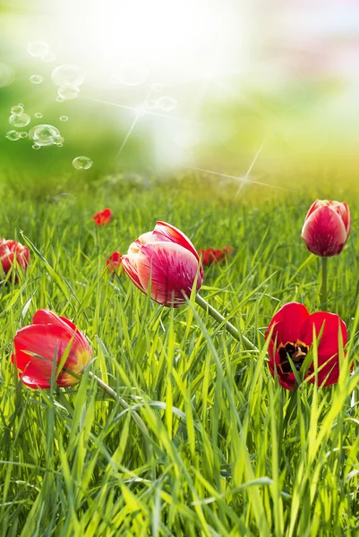 Czerwony ogród tulips.happy Wielkanoc — Zdjęcie stockowe