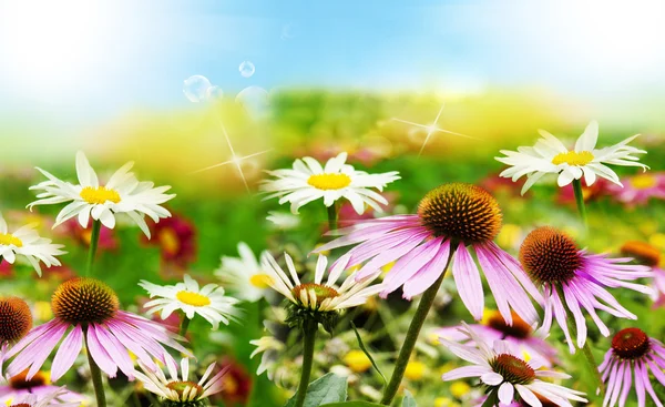 Tarjeta de flores .Spring Naturaleza — Foto de Stock