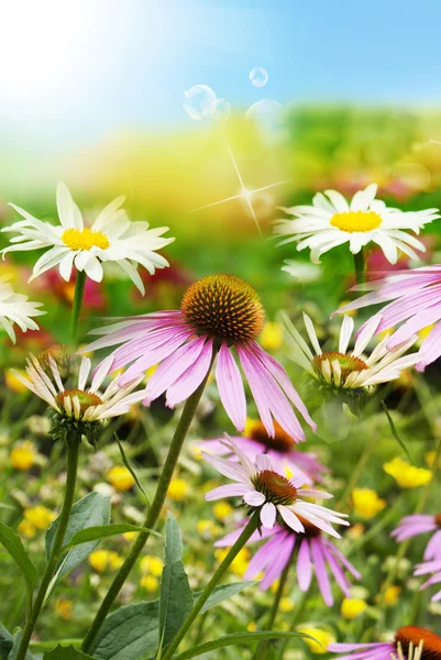 Fondo de la naturaleza de primavera.Tarjeta floral — Foto de Stock