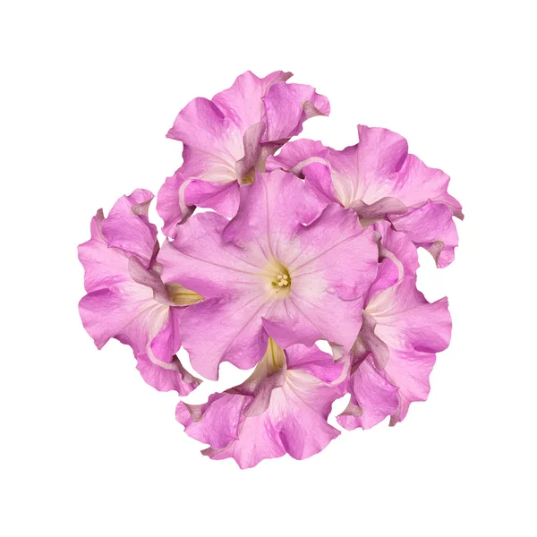 白い背景の上の美しい抽象ブーケ ピンク花 — ストック写真