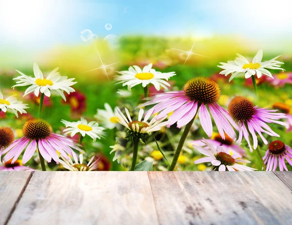 Blume card.summer Natur Hintergrund — Stockfoto