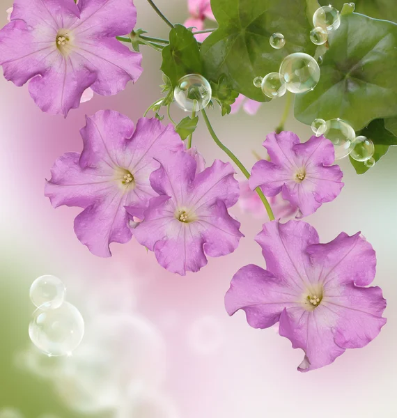 Vacker blomma kort — Stockfoto