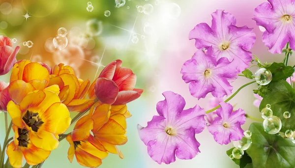 Kaunis kukkakortti. Luonto — kuvapankkivalokuva
