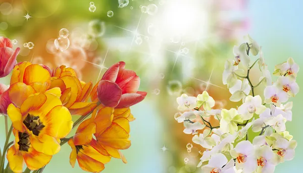 güzel çiçek card.nature