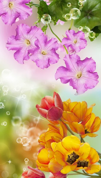 Vacker blomma kort — Stockfoto