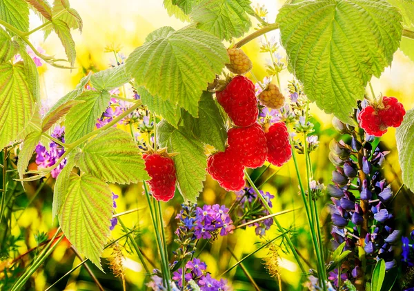 Raspberries.Beautiful natur bakgrund — Stockfoto