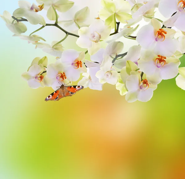 Primavera bella natura sfondo — Foto Stock