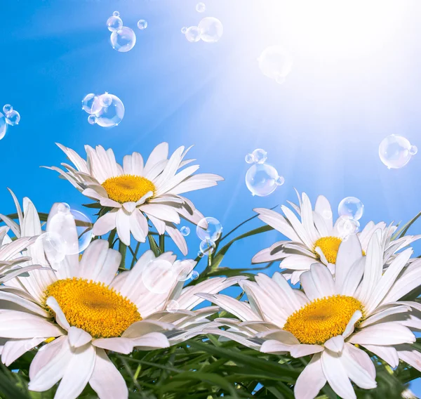 Summer Chamomile.Nature — Stock Photo, Image