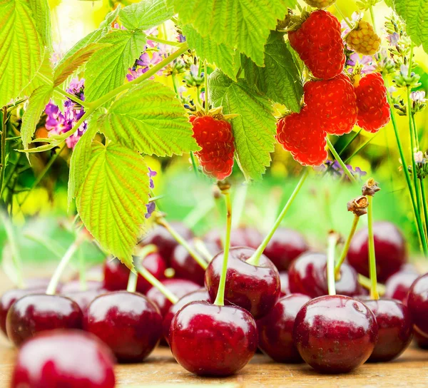 Fresh Cherry and  garden raspberries.Summer Fruit berries — Stock Photo, Image