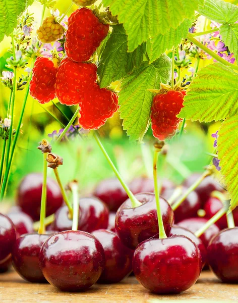 Cereza fresca y frambuesas de jardín — Foto de Stock